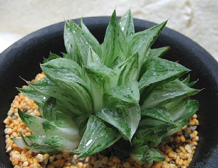 ハオルチア 玉緑錦（氷砂糖）